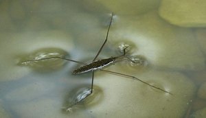 Water strider demonstrating surface tension (cohesion)