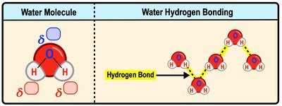 Diagram of water molecule and hydrogen bonding between molecules