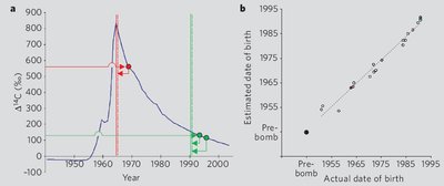 Graph showing atmospheric 14C levels and estimated birth dates
