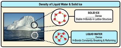 Comparison of density and structure of liquid water and solid ice